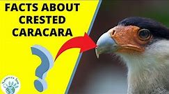 Crested Caracara - Curiosities