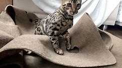 Adorable Bengal Kitten Hunting and Stalking