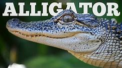 American Alligator Wildlife Documentary | The Apec Predators