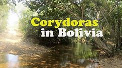 Corydoras in nature - habitat in Bolivia, with common green cory catfish ( Corydoras aeneus )
