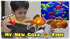 My New Fish Tank | Oranda Gold Fish And GloFish Tetra Adding In Tank | Add New Power Filter