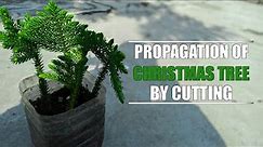 How to Grow a Christmas Tree by Cutting