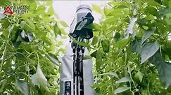 AGRIST Automatic green bell pepper harvesting robot