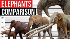 Elephants Size Comparison | Biggest Elephants