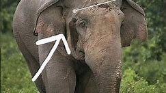 Elephant Musth Behavior - Climate Bulletin Series - 8 #savewildlife #elephant