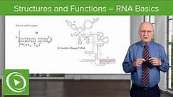 Structures and Functions: RNA Basics – Biochemistry | Lecturio