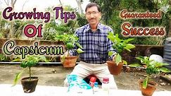 Grow Capsicum Easily in pots with 100 % Success.