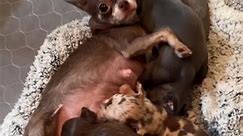Puppy socialization hour! Everyone wants a little sip…👀 at you Roux 🤣 | Adorable chihuahua puppies for rehoming