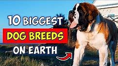 Top 10 Biggest Dog Breeds in the World