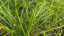 How to Grow and Maintain Pennsylvania Sedge (Carex Pensylvanica)
