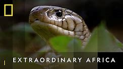 Discover Africa's Animal Kingdom | Extraordinary Africa | National Geographic Wild UK