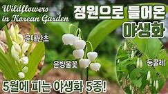 정원으로 들어온 야생화 | 5월 진짜 야생화 | Wildflowers in Korean Garden | 은방울꽃, 은대난초, 둥굴레, 하늘매발톱, 쥐오줌풀