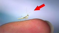 The SMALLEST INSECTS In The World