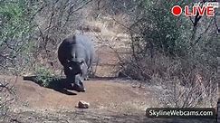 【LIVE】 Webcam Wild Animals - South Africa | SkylineWebcams