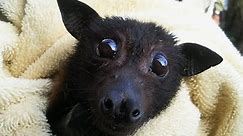 The Story Of Rescue Bat Sophie .❤🦇❤