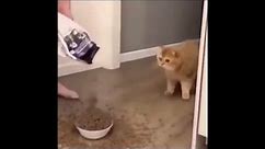 cats bowl filled with too much cat food cat is scared