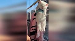 Old woman 'hangs' kitten to dry on clothes rack after its bath