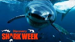 SHARK ATTACK Caught on Camera! | Shark Week | Discovery
