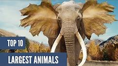 The Top 10 Largest Animals in the World