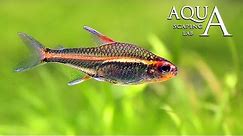 Aquascaping Lab - Hemigrammus Erythrozonus Glowlight Tetra fish description fact info