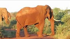 Elephant Battle In Musk Madikwe ,South Africa