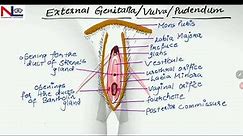 External Genitalia | Female reproductive organs