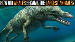 Evolution of Whales: How They Became The Largest Animals Ever?