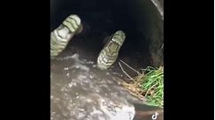 RAW VIDEO: Farmer Dives Into Water Pipe To Save Two Tiny Lambs From Drowning