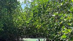 Juat a walk through a mangrove island is what we needed today! #sunkissedkeywest #keywestflorida #femalecaptain #thingstodokeywest #paradise #floridakeyslife #keywest #southernmostpoint #keywestboats #passionandpurpose #keywestlife #ecotour #mangroveisland #privateisland