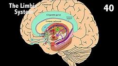 The Limbic System in 60 seconds