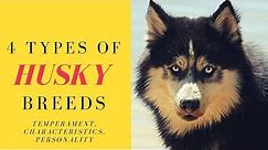 4 Types of Husky Breeds - Temperament, Characteristics, Personality