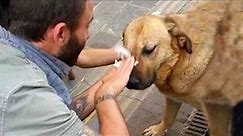 35 Animals That Asked People for Help & Kindness ! Save Animal