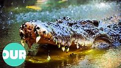 Up Close With Biggest Crocodiles Around The World | Our World
