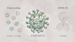 Biology of SARS-CoV-2: Infection | HHMI BioInteractive Video