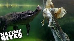 Feeding the Crocodiles | The Secret Life of the Zoo | Nature Bites