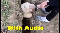 Sheep gets stuck in trench/ditch, jumps (with Audio)