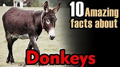 donkey facts | about donkey | donkeys facts | facts about donkey🦓