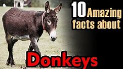 donkey facts | about donkey | donkeys facts | facts about donkey🦓