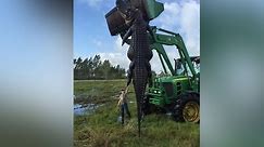 GIANT Alligator Found in Florida