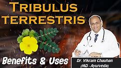 Tribulus terrestris Benefits and Uses