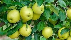 Dorsett Golden Apple Tree Guide: Care, Planting & Harvesting - Rennie Orchards