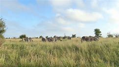 Zebra Herd Grazing 🦓🦓🦓