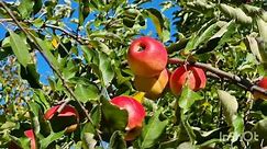 আপেলের পুষ্টিগুণ৷ The nutritional value of apple আপেলের পুষ্টিগুণ৷The Nutritional Value of Apple