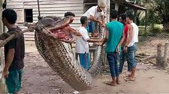 15 World’s Biggest Snakes Ever Found
