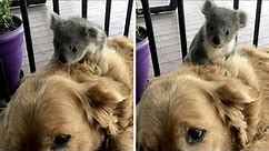 Golden Retriever Saves Baby Koala