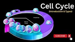 Understanding the Cell Cycle, A Beginner's Overview of the Eukaryotic Cell Cycle