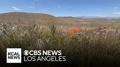 Poppy super bloom skips Southern California after record rainfalls