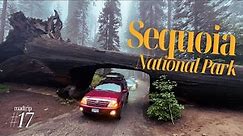 USA Road Trip ep.17 Największe drzewo świata w Sequoia National Park #ovtp #onlyvisitingthisplanet