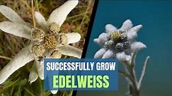 Growing Edelweiss: How to Successfully Grow Edelweiss Flowers