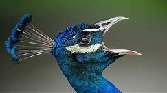 Peacock Sounds - Noises